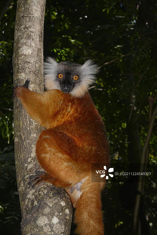 黑狐猴，马达加斯加西部图片素材