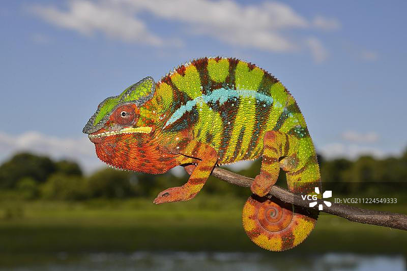 变色龙（Furcifer pardalis），马达加斯加西部图片素材