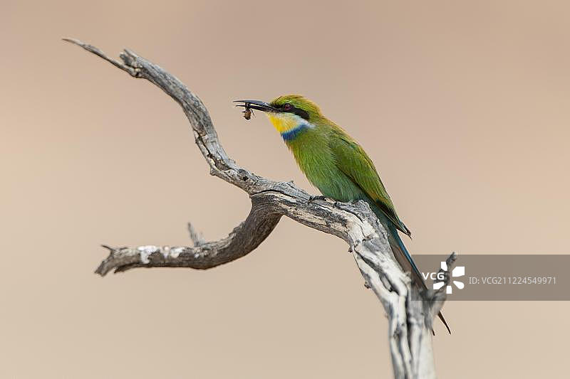 燕尾蜂虎鸟栖息在树枝上，嘴里叼着猎物图片素材