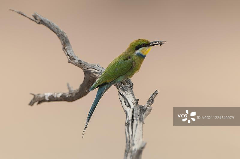 燕尾蜂虎鸟栖息在树枝上，嘴里叼着猎物图片素材