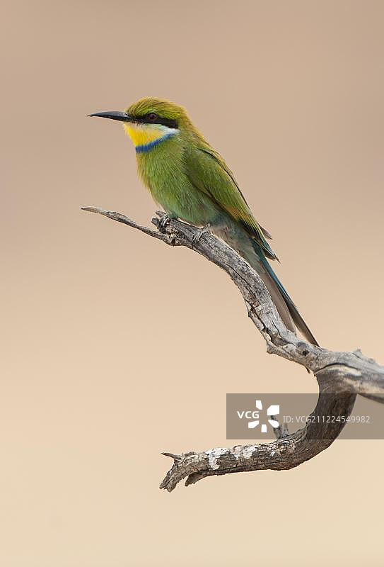 燕尾蜂虎栖息于树枝上，卡拉哈迪跨境公园，南非图片素材