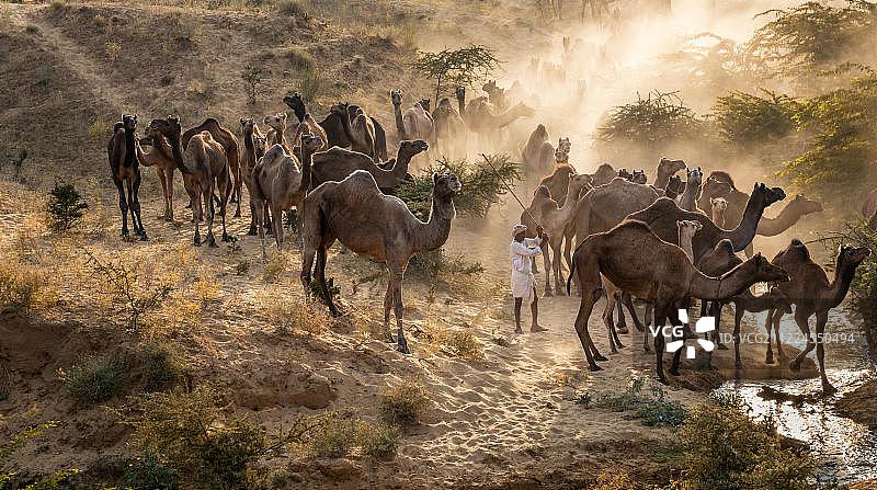 前往普什卡集市的骆驼，位于印度拉贾斯坦邦图片素材