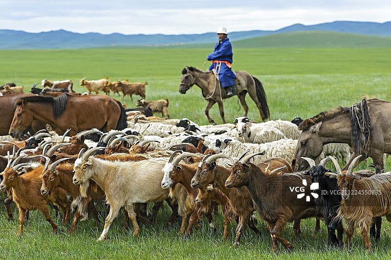 蒙古族牧民骑马放牧绒山羊，拍摄于蒙古国布尔干省达欣奇连图片素材