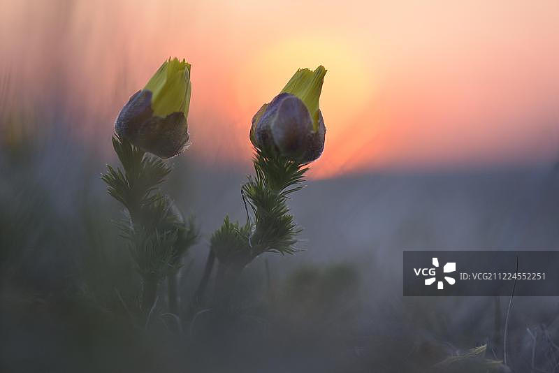 日出时分欧洲德国图林根的阿多尼斯花图片素材