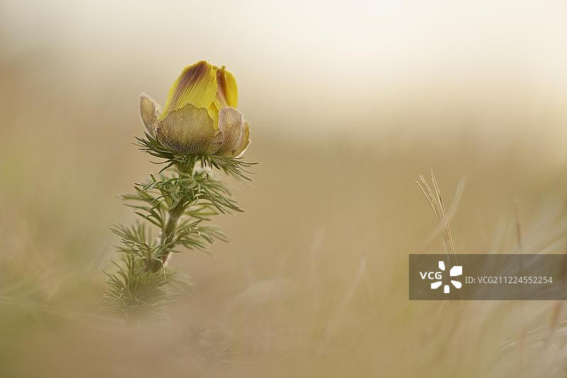 雉眼花或假嚏根草（春adonis），德国图林根图片素材