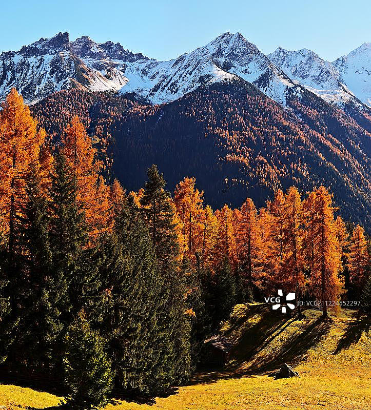 欧洲落叶松：奥地利施图巴谷秋景图片素材