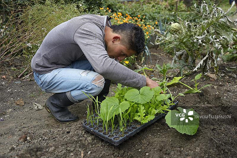 在菜园里种植幼苗的青少年，哥伦比亚波哥大社会项目图片素材