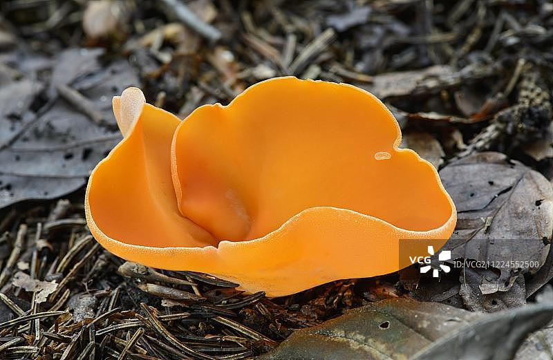 橙皮菌，腐生生物，弗里堡州，瑞士，欧洲图片素材