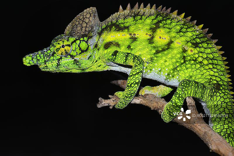 马达加斯加雄性安提马纳变色龙图片素材