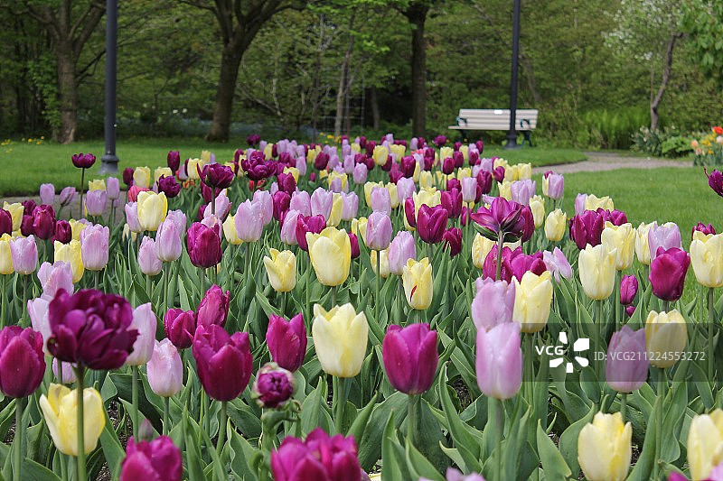郁金香；罗塞塔·麦克莱恩花园，多伦多，安大略省图片素材