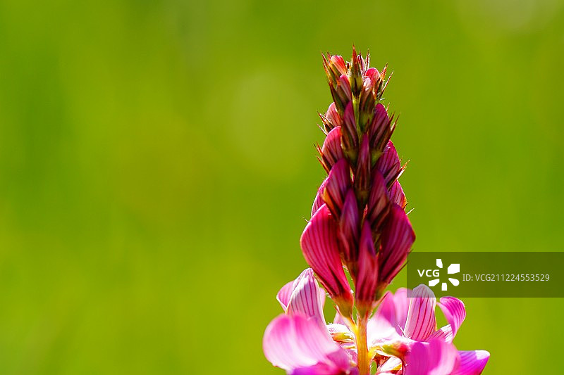 宏观的花图片素材