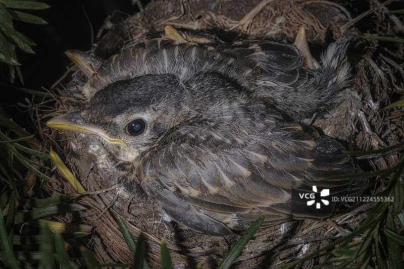 鸟在巢中保护雏鸟图片素材