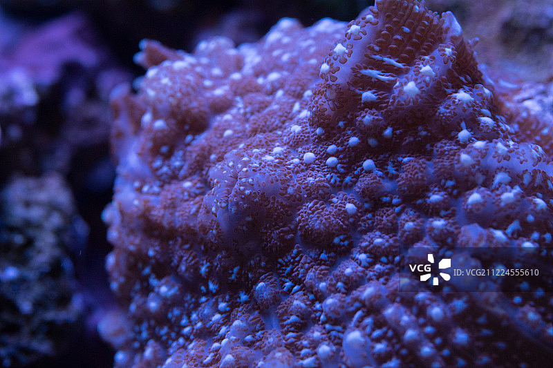 皱纹珊瑚图片素材