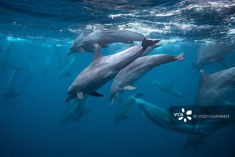 狩猎宽吻海豚图片素材