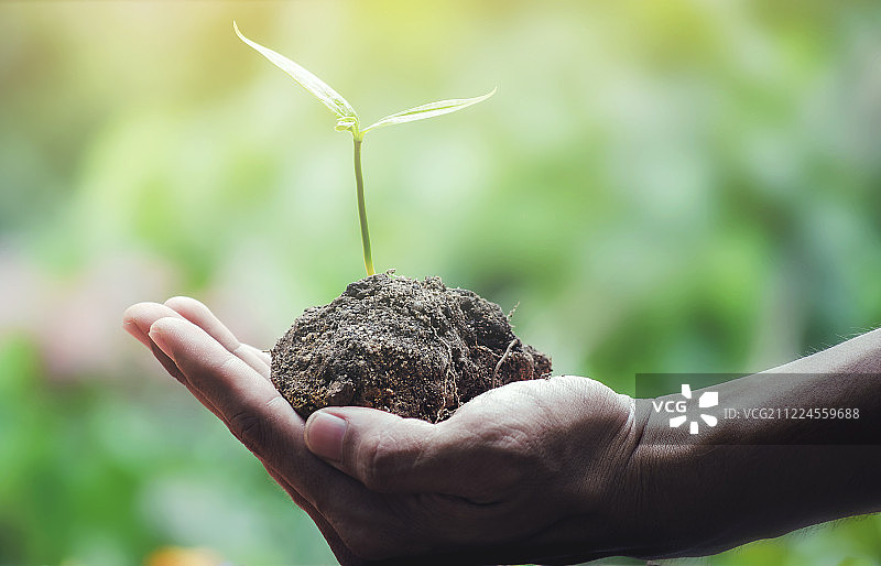 世界地球日，手捧幼苗，爱护地球绿色背景图片素材