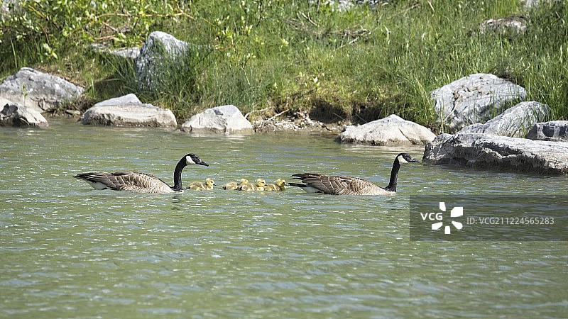 加拿大鹅群图片素材