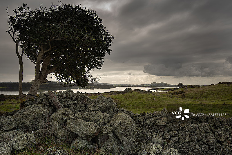 阴天下的树图片素材