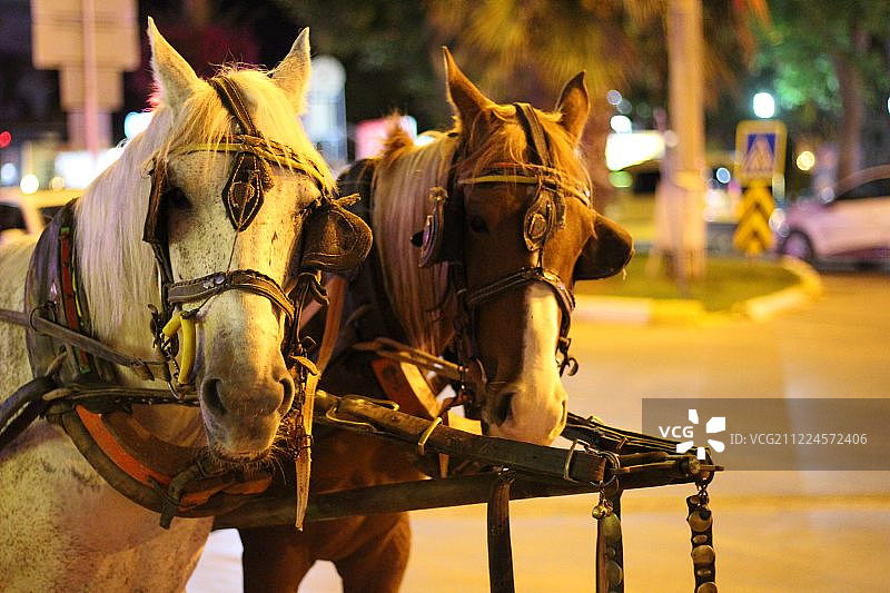两匹戴着挽具的马的特写图片素材