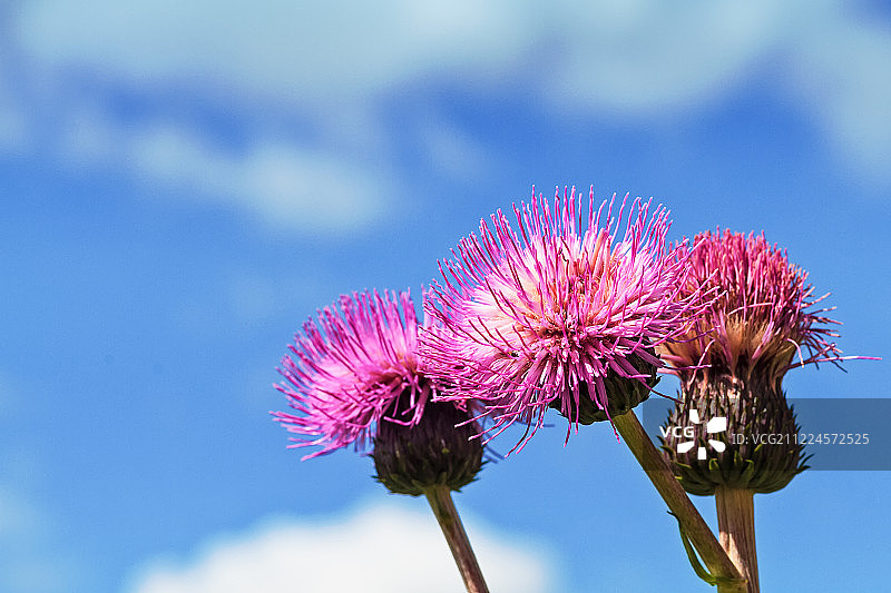 夏日天空下的三棵忧郁蓟图片素材