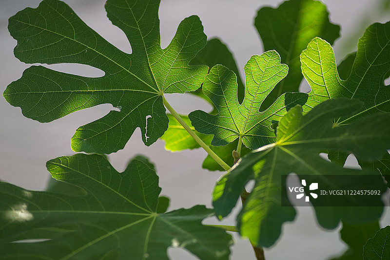 无花果树叶间的光影图片素材