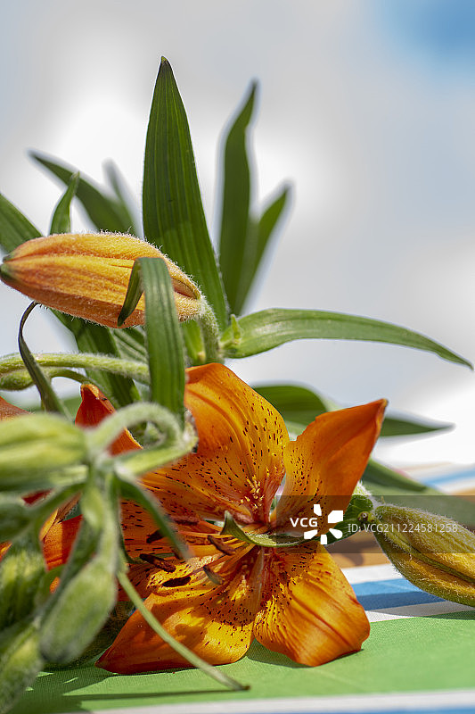 火百合或火黄百合图片素材