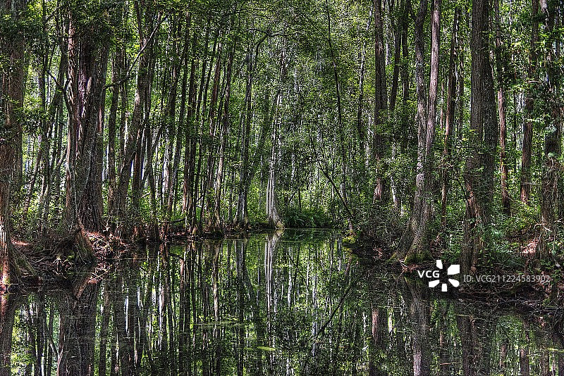 奥基弗诺基沼泽公园，佐治亚州图片素材