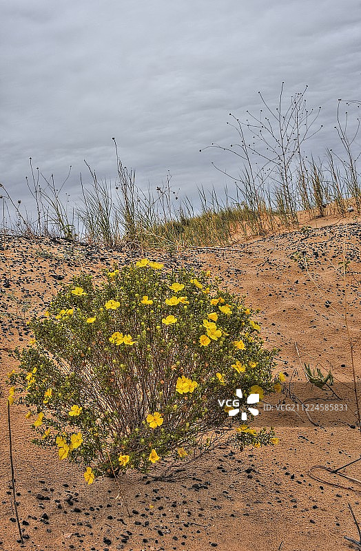 莫纳汉斯沙丘州立公园，德克萨斯州图片素材