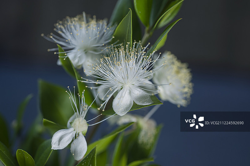 聆听肖邦乐曲图片素材