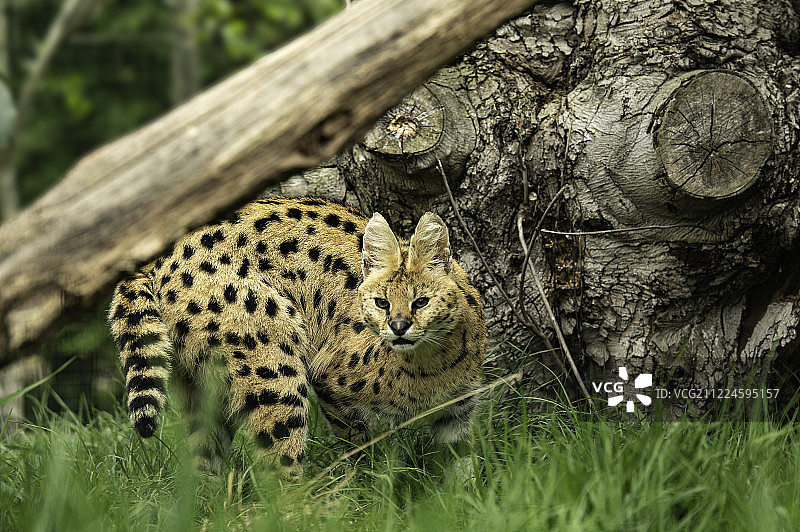 狞猫系列图片素材