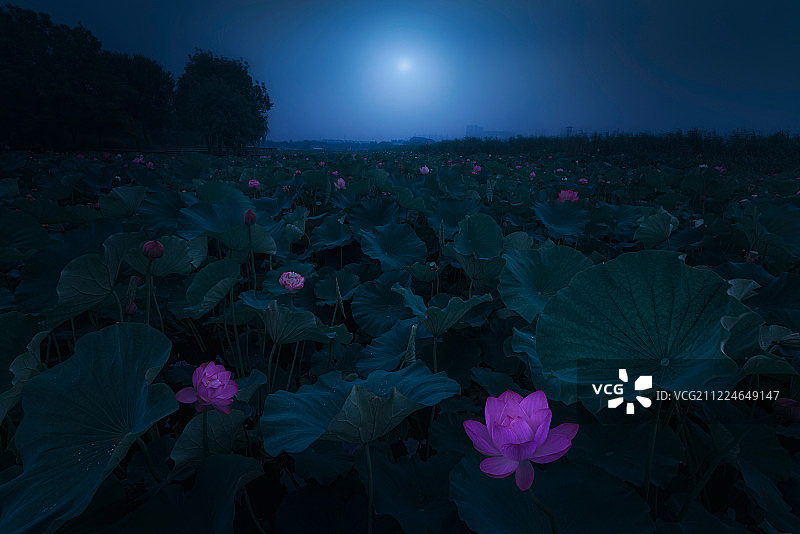 月下荷花图片素材