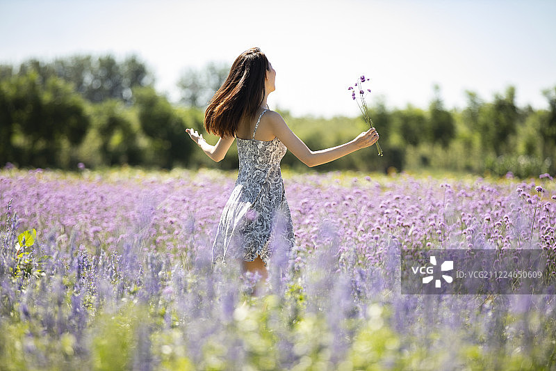 年轻女士在薰衣草田地里图片素材