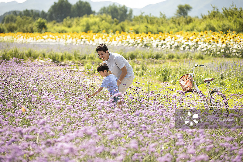 父子俩在花田里图片素材