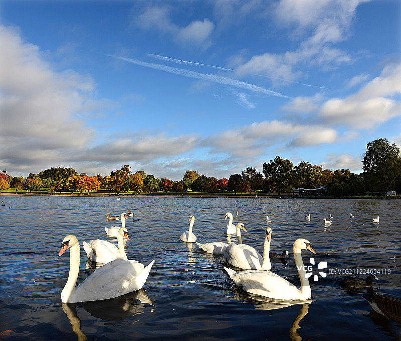 英国伦敦,海德公园风景图片素材