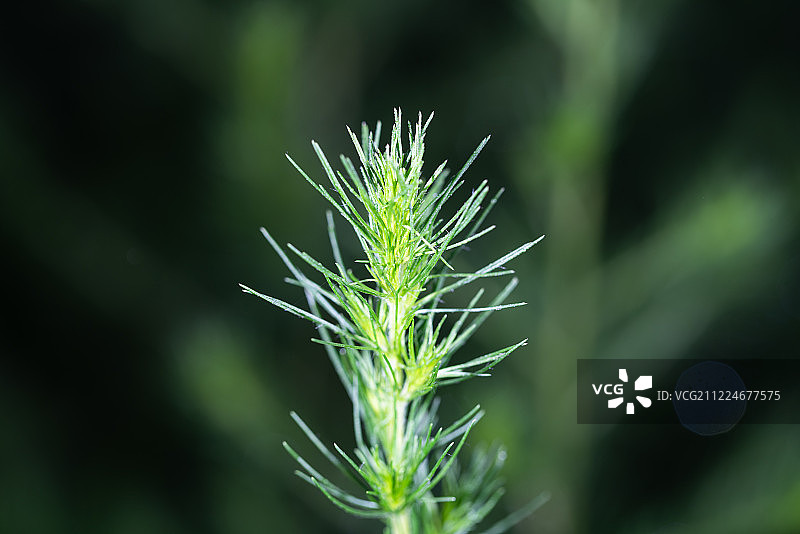 茵陈绿色植物夏天中草药植物园植物图片素材