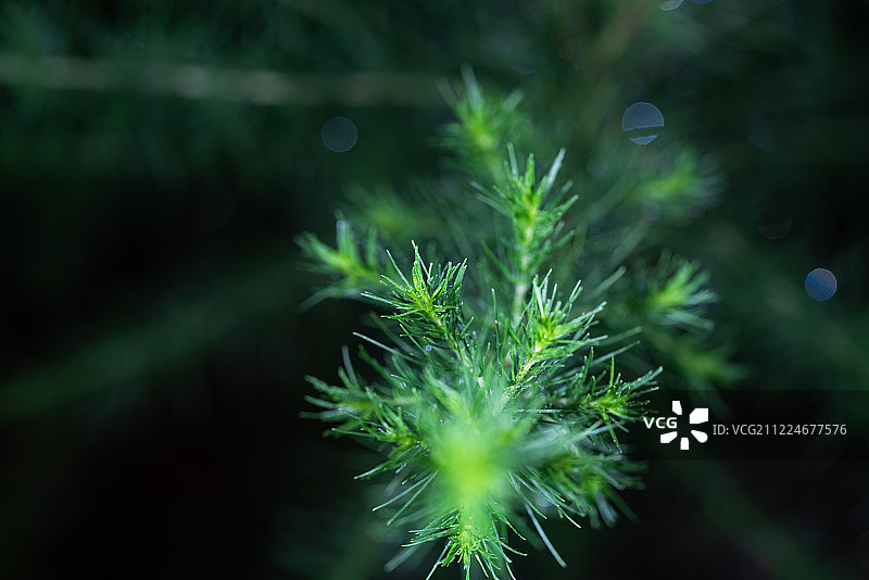 茵陈绿色植物夏天中草药植物园植物图片素材
