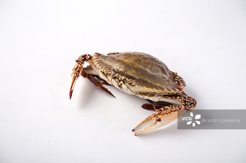 蟹图片素材