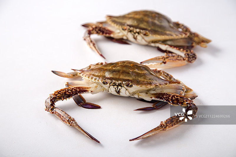 蟹图片素材