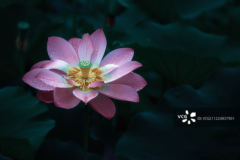 夏日美丽的荷花图片素材