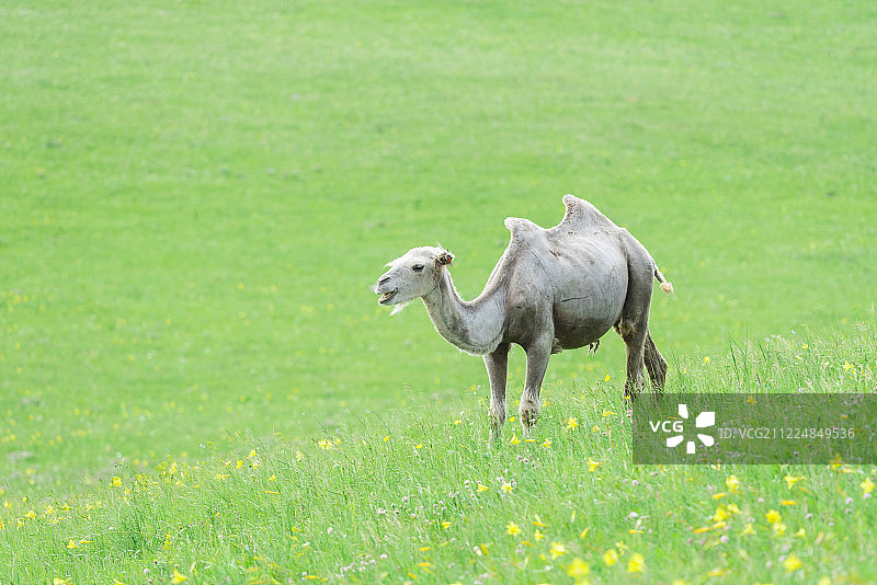 草原牧场里自由觅食的骆驼图片素材