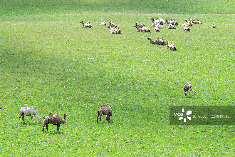 草原牧场里自由觅食的骆驼图片素材