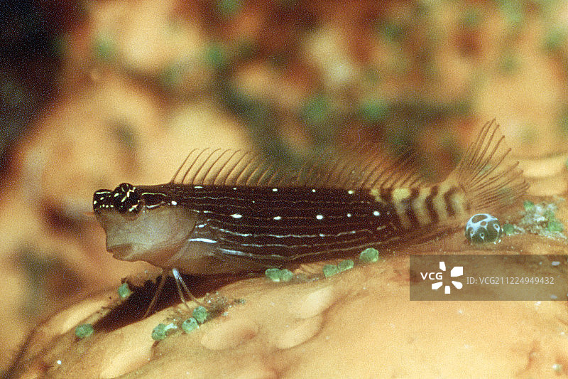 多彩珊瑚鳚图片素材