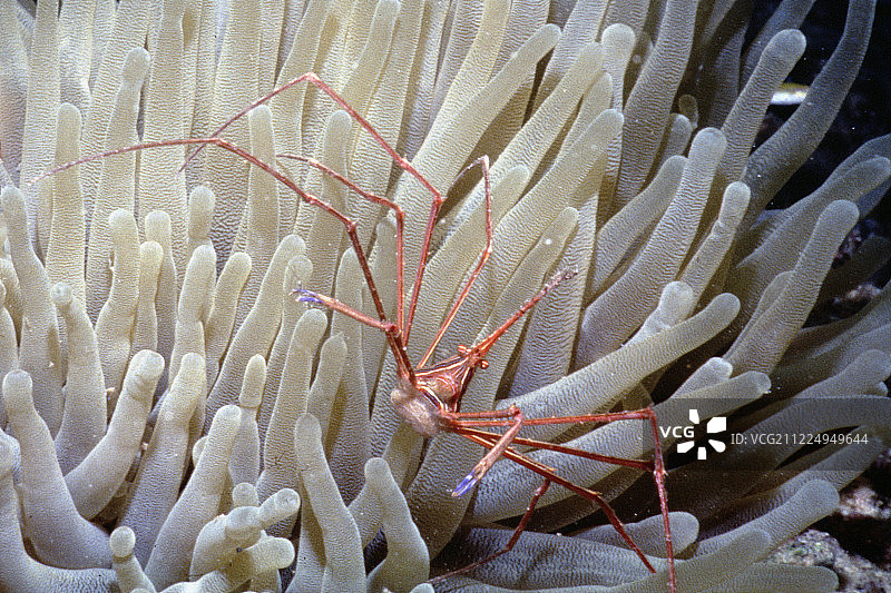 加勒比海葵中的箭头蟹图片素材