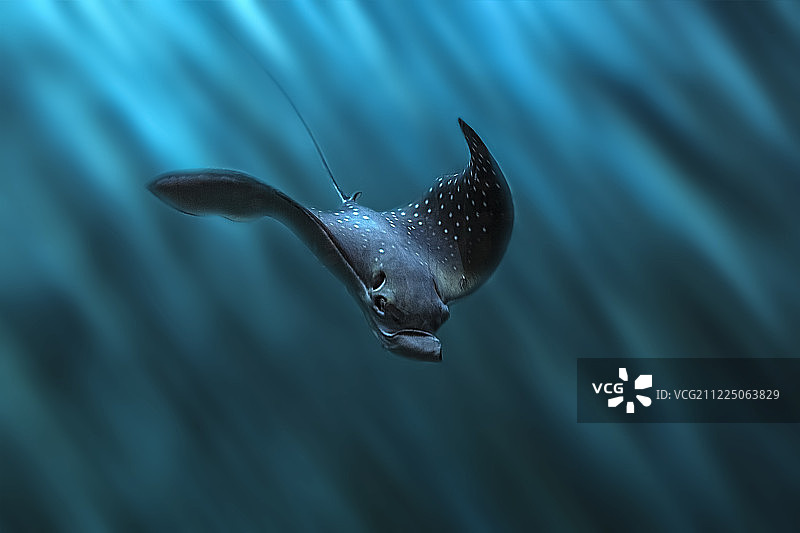 蝙蝠鱼图片素材