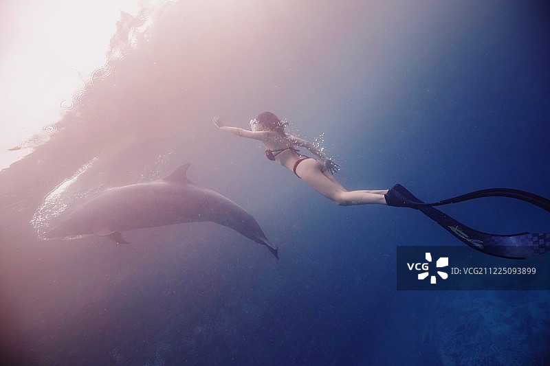 与海豚同游的少女图片素材