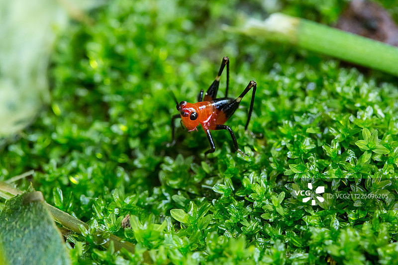 黑锥菊的近照图片素材
