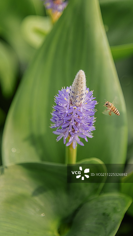 梭鱼草与蜜蜂图片素材