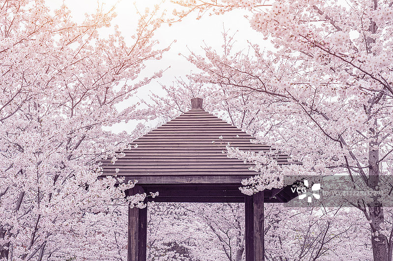 上海顾村公园的浪漫樱花季图片素材