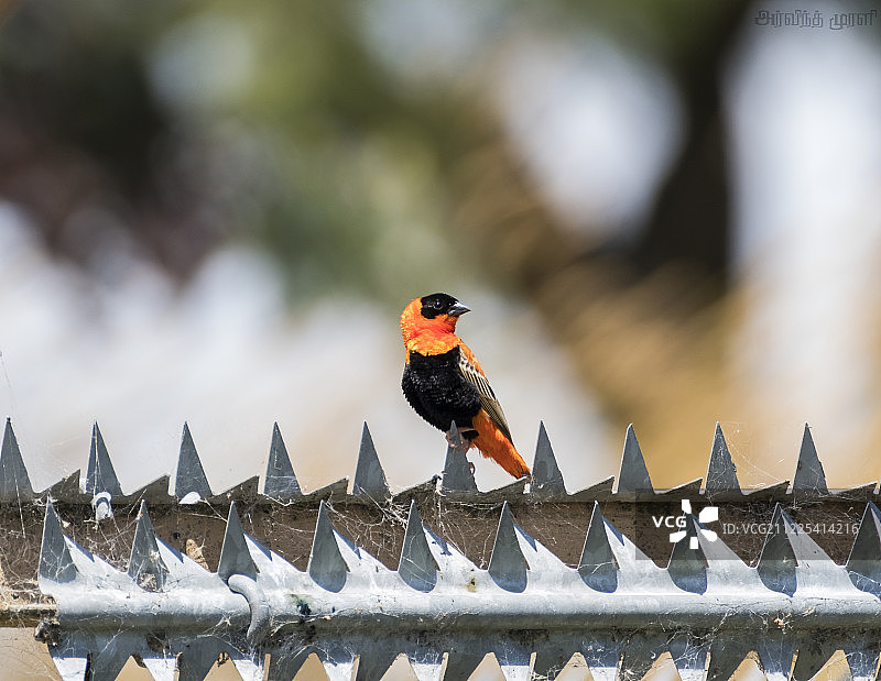 栖息在栅栏上的鸟儿自然摄影图片素材