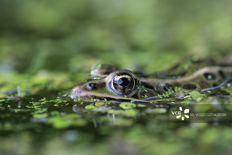 感受绿色图片素材