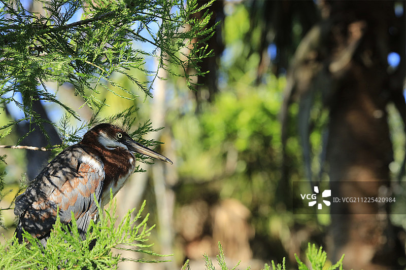 栖息在树枝上的小苍鹭图片素材